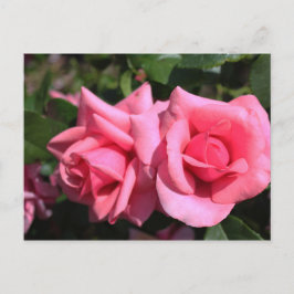 twee perfecte, roze roos bloemen. briefkaart