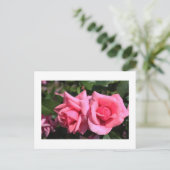 twee perfecte, roze roos bloemen. briefkaart (Staand voorkant)