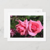 twee perfecte, roze roos bloemen. briefkaart (Voorkant / Achterkant)