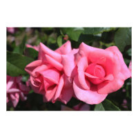 twee perfecte, roze roos bloemen.