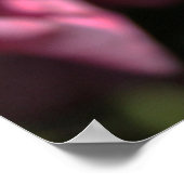 twee perfecte, roze roos bloemen. poster (Hoek)