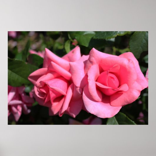 twee perfecte, roze roos bloemen. poster (Voorkant)