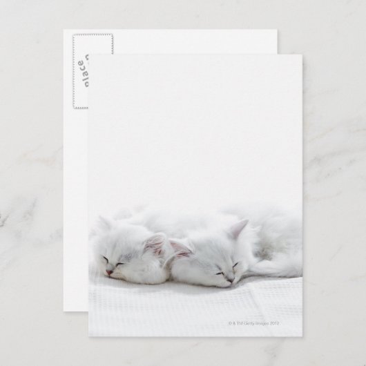 Twee Perzische Kittens Briefkaart (Voorkant / Achterkant)
