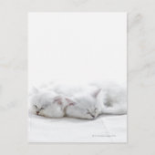 Twee Perzische Kittens Briefkaart (Voorkant)