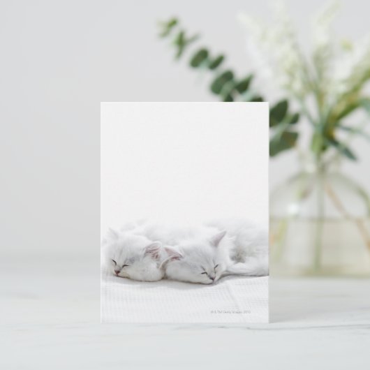 Twee Perzische Kittens Briefkaart (Staand voorkant)