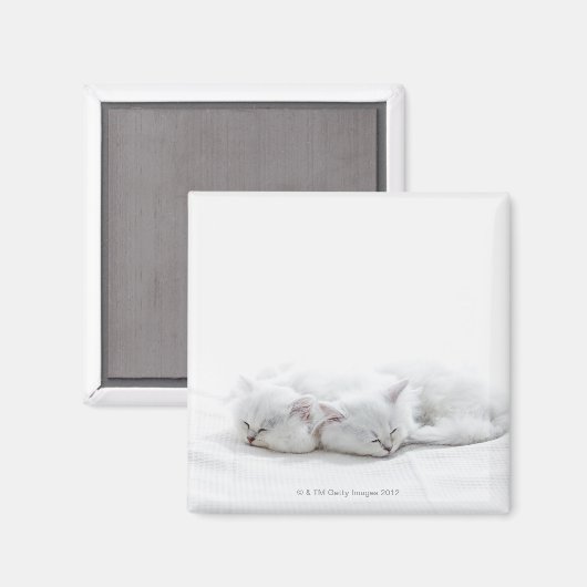 Twee Perzische Kittens Magneet (Voorkant / Achterkant)