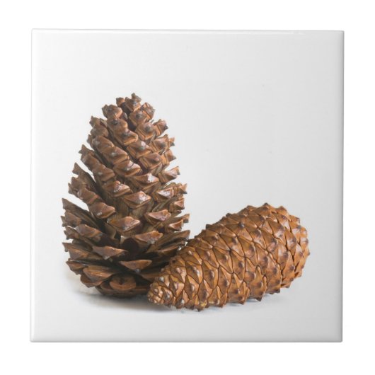 Twee pinecones tegeltje (Voorkant)