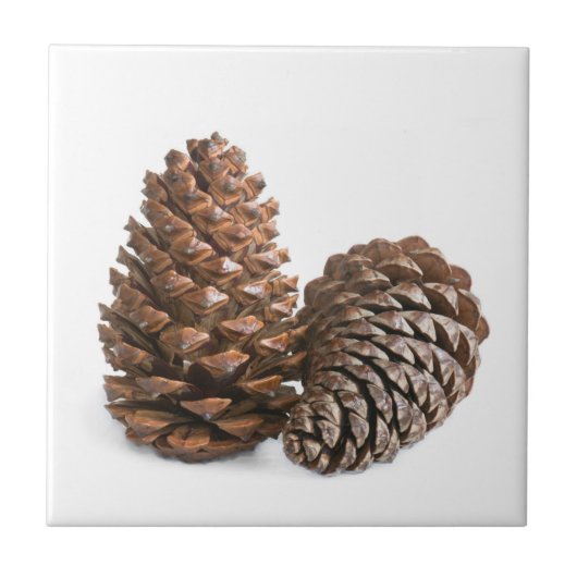 Twee pinecones tegeltje (Voorkant)