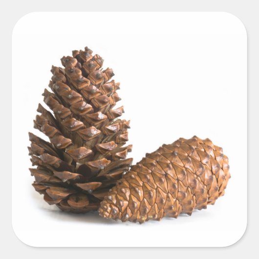 Twee pinecones vierkante sticker (Voorkant)