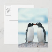 Twee Pinguïnen wat betreft bekken Briefkaart (Voorkant / Achterkant)