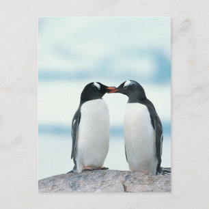 Twee Pinguïnen wat betreft bekken Briefkaart