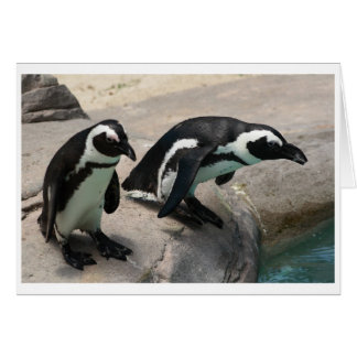 Twee pinguïnfotokaarten