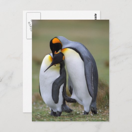 Twee pinguïns briefkaart (Voorkant / Achterkant)