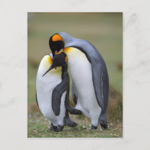 Twee pinguïns briefkaart