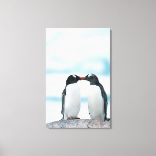 Twee pinguïns die de pieken aanraken canvas afdruk
