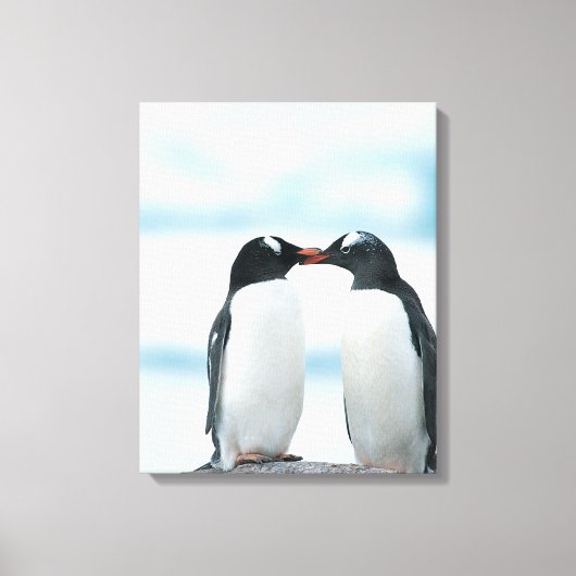 Twee pinguïns die de pieken aanraken canvas afdruk (Voorkant)