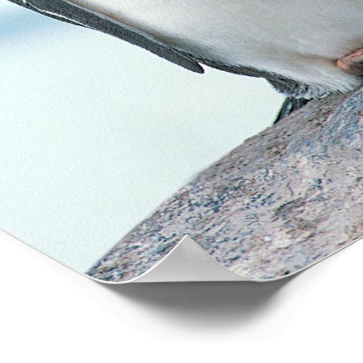 Twee pinguïns die de pieken aanraken poster (Hoek)