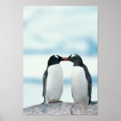 Twee pinguïns die de pieken aanraken poster (Voorkant)