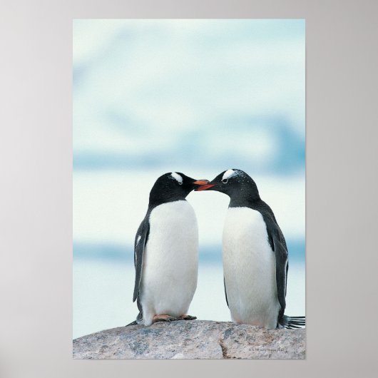 Twee pinguïns die de pieken aanraken poster (Voorkant)