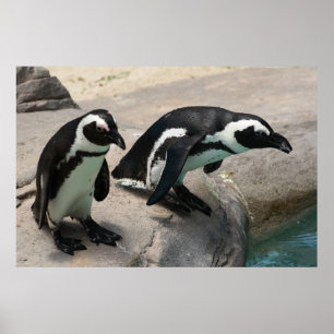 Twee pinguïns Foto-Poster Poster