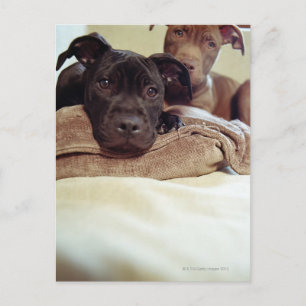 Twee pit-stieren die binnen zitten, close-up briefkaart