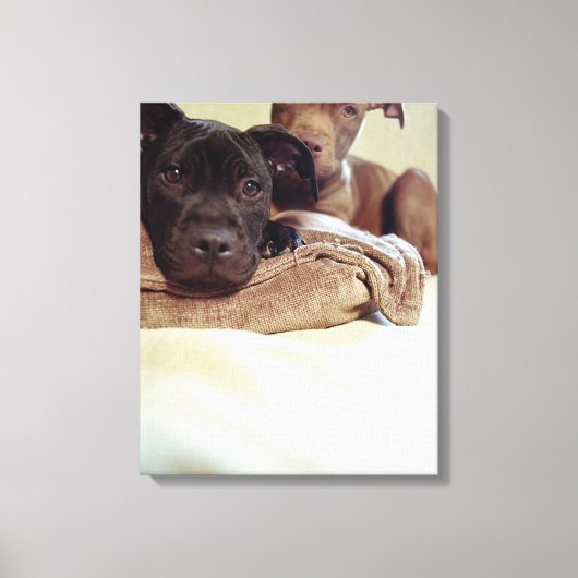 Twee pit-stieren die binnen zitten, close-up canvas afdruk (Voorkant)