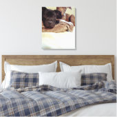 Twee pit-stieren die binnen zitten, close-up canvas afdruk (Insitu (Slaapkamer))
