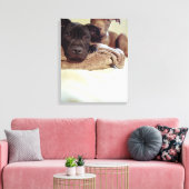 Twee pit-stieren die binnen zitten, close-up canvas afdruk (Insitu (Woonkamer))