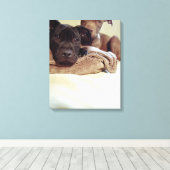Twee pit-stieren die binnen zitten, close-up canvas afdruk (Insitu (Houten vloer))