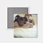 Twee pit-stieren die binnen zitten, close-up magneet (Voorkant / Achterkant)