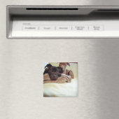 Twee pit-stieren die binnen zitten, close-up magneet (Insitu (Vaatwasser))