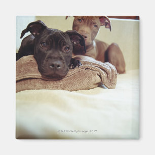 Twee pit-stieren die binnen zitten, close-up magneet