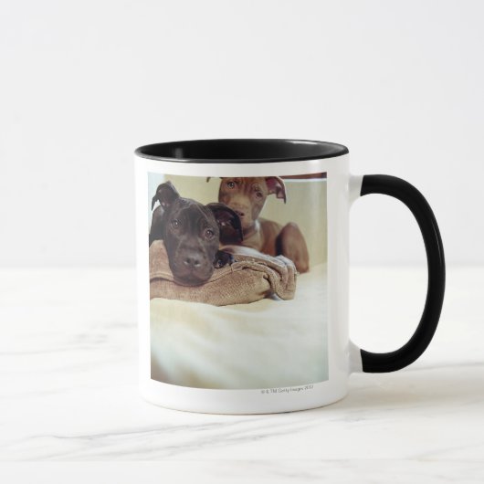 Twee pit-stieren die binnen zitten, close-up mok (Rechts)