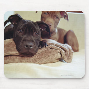 Twee pit-stieren die binnen zitten, close-up muismat
