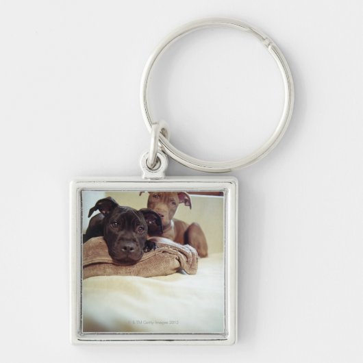 Twee pit-stieren die binnen zitten, close-up sleutelhanger (Voorkant)