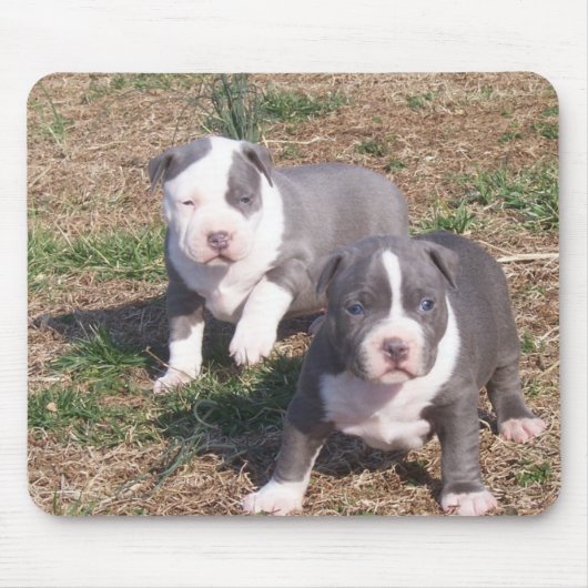 TWEE PITBULL POPS MUISMAT (Voorkant)