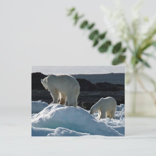 Twee Polaire beren Briefkaart (Staand voorkant)