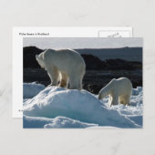 Twee Polaire beren Briefkaart (Voorkant / Achterkant)