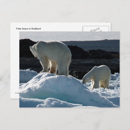 Twee Polaire beren Briefkaart (Voorkant / Achterkant)