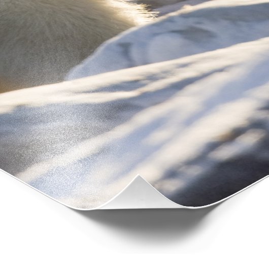 Twee polaire Beren Foto Afdruk (Hoek)