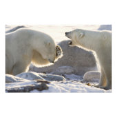 Twee polaire Beren Foto Afdruk (Voorkant)