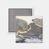Twee polaire Beren Magneet (Voorkant / Achterkant)