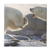 Twee polaire Beren Tegeltje (Voorkant)