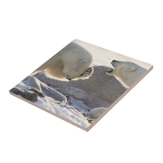 Twee polaire Beren Tegeltje (Zijkant)