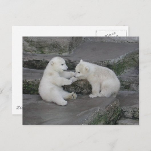 Twee poolse beren briefkaart (Voorkant / Achterkant)