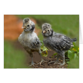 Twee Poolse kippen - Kute Baby Kippen