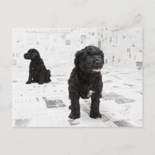 Twee Portugese puppies van de waterhond in een kam Briefkaart (Voorkant)