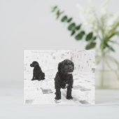 Twee Portugese puppies van de waterhond in een kam Briefkaart (Staand voorkant)