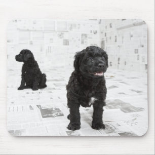 Twee Portugese puppies van de waterhond in een kam Muismat