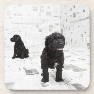 Twee Portugese puppies van de waterhond in een kam Onderzetter
